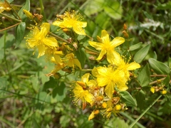 Hypericum elegans