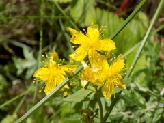 Hypericum elegans