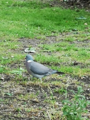 Columba palumbus
