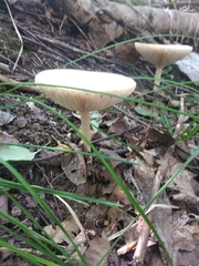 Melanoleuca strictipes