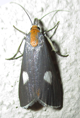 Episindris albimaculalis