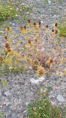 Dracocephalum parviflorum