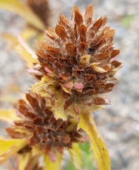 Dracocephalum parviflorum