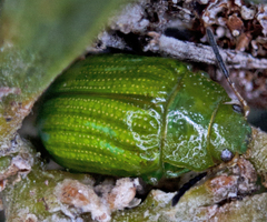Calomela pallida