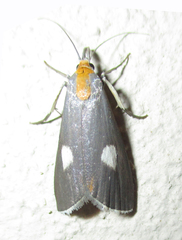 Episindris albimaculalis