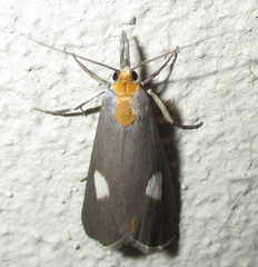 Episindris albimaculalis