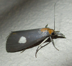 Episindris albimaculalis