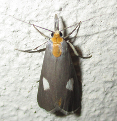 Episindris albimaculalis