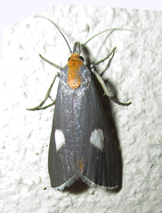 Episindris albimaculalis