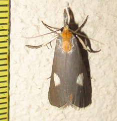 Episindris albimaculalis