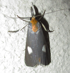 Episindris albimaculalis