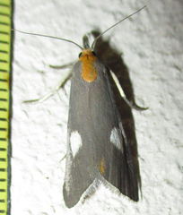 Episindris albimaculalis