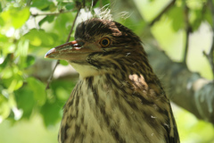 Nycticorax nycticorax