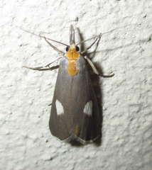 Episindris albimaculalis