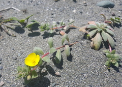 Camissoniopsis cheiranthifolia cheiranthifolia