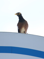 Acridotheres tristis