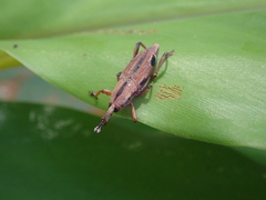 Sphenocorynes kosempoensis