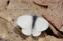 Pieris virginiensis