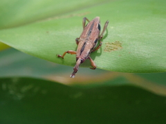 Sphenocorynes kosempoensis