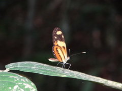 Mechanitis lysimnia nesaea