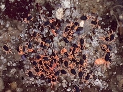 Halotydeus destructor