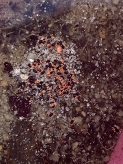 Halotydeus destructor