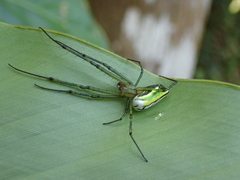 Leucauge celebesiana