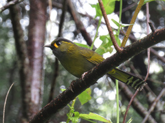 Liocichla steerii