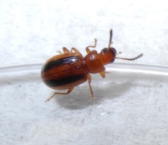 Coleoptera