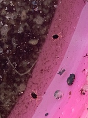 Halotydeus destructor