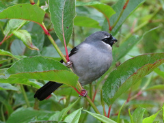 Pyrrhula owstoni