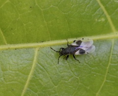 Oxycarenus luctuosus