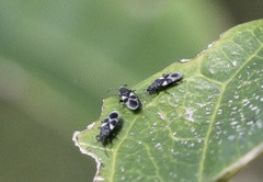 Oxycarenus luctuosus