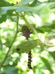Picromerus viridipunctatus