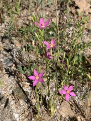 Zeltnera calycosa