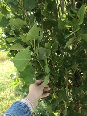 Populus