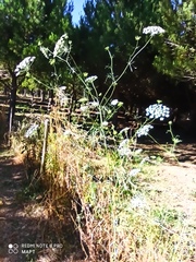 Ammi majus