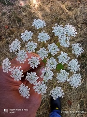 Ammi majus