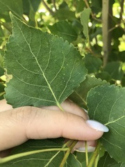 Populus