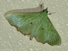 Parotis suralis
