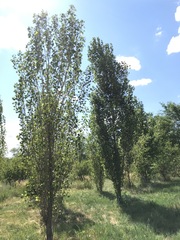 Populus