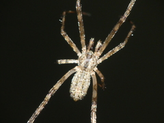 Episinus maculipes