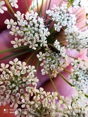 Ammi majus
