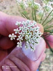Ammi majus