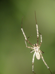 Episinus maculipes