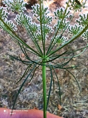 Ammi majus