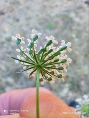 Ammi majus