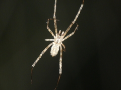 Episinus maculipes