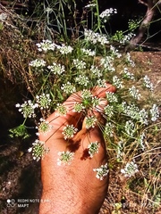 Ammi majus