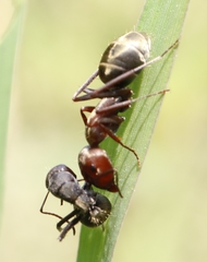 Camponotus rufoglaucus